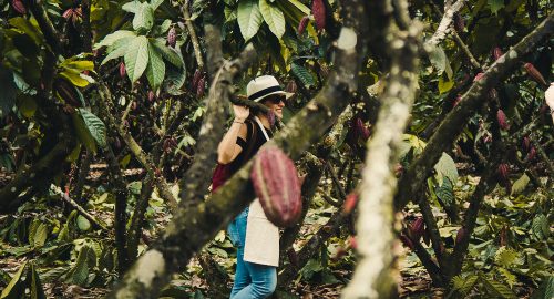 Höganäs Chocolate – plantagechoklad från Ecuador